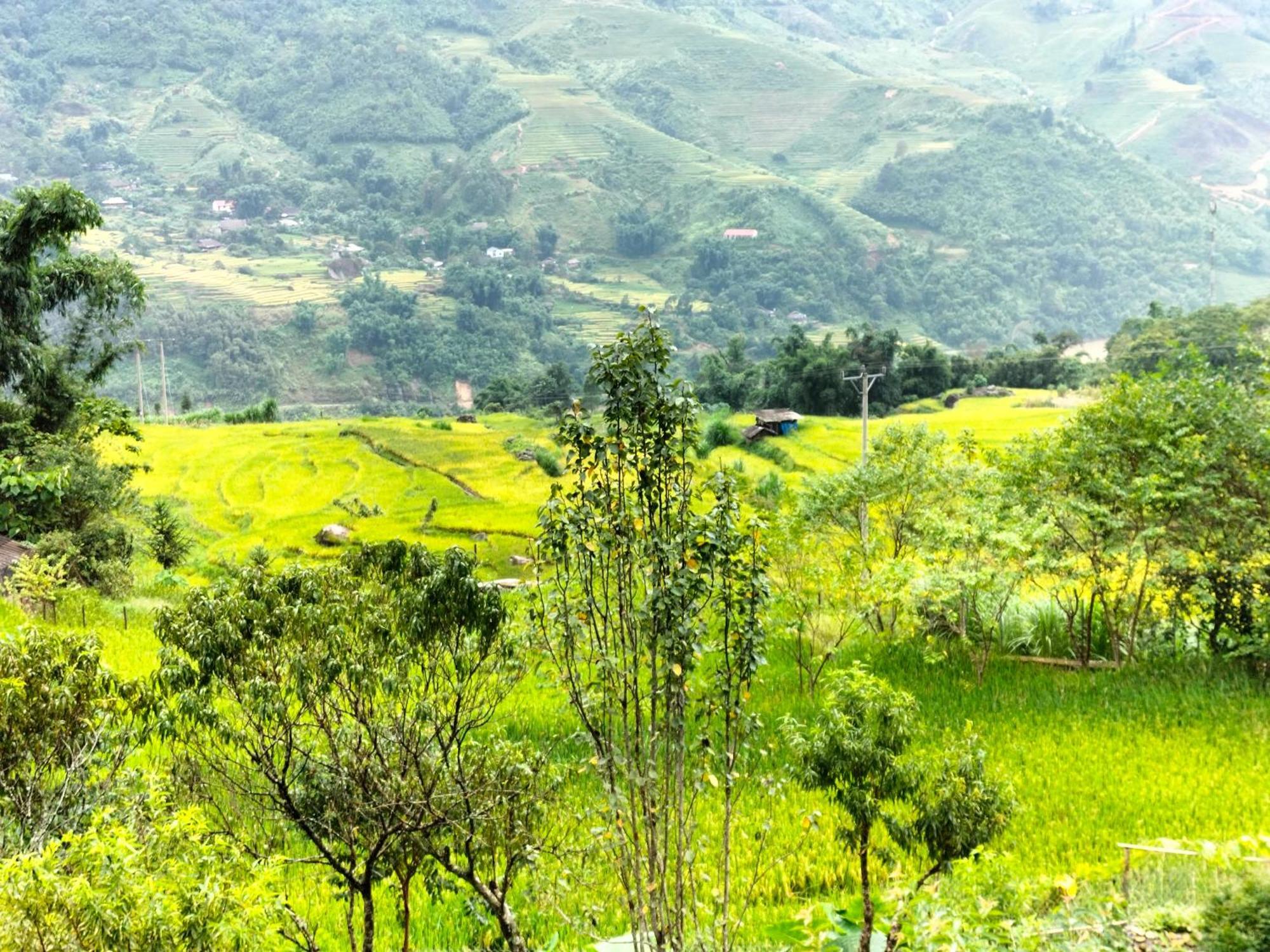 Muong Hoa Hmong Homestay Sa Pa Buitenkant foto